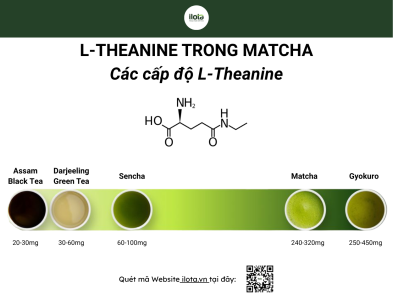 l-theanine-trong-matcha