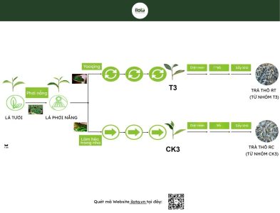 huong-thom-tra-oolong