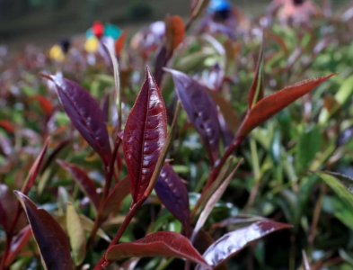 tra-tim-bien-di-tu-nhien-den-sieu-thuc-pham-tra