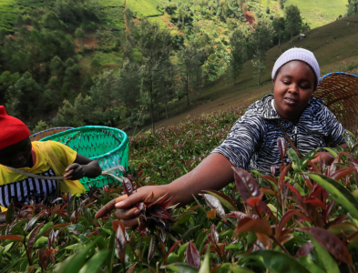 tra-tim-bien-di-tu-nhien-den-sieu-thuc-pham-tra