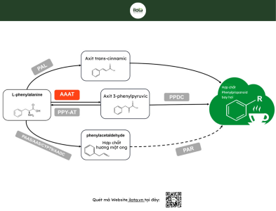 huong-thom-tra-o-long-con-duong-axit-jasmonic