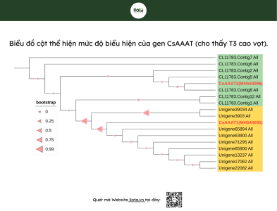 huong-thom-tra-o-long-con-duong-axit-jasmonic
