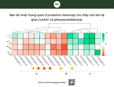 huong-thom-tra-o-long-con-duong-axit-jasmonic