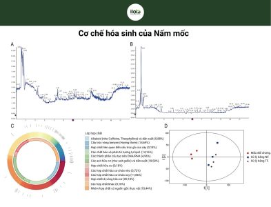 he-vi-sinh-vat-tra-pho-nhi