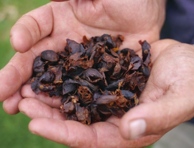 cascara-tai-sinh-vo-qua-va-thit-qua-thanh-thuc-uong
