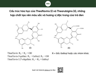 theaflavins-va- thearubigins
