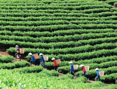 Đồi chè Oolong Bảo Lộc đất đỏ Bazan trong sương mù