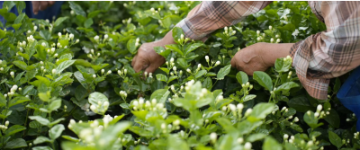 Quy trình thu hoạch và sản xuất trà Oolong hương nhài tiêu chuẩn