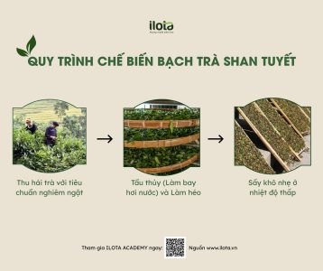 bach-tra-shan-tuyet-la-gi