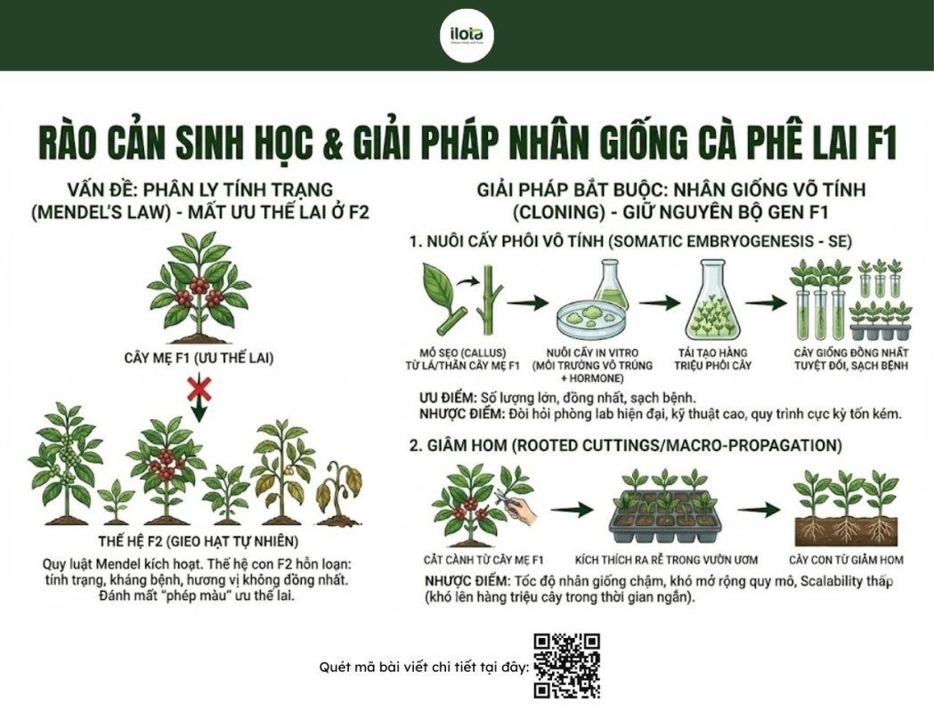 ca-phe-lai-f1