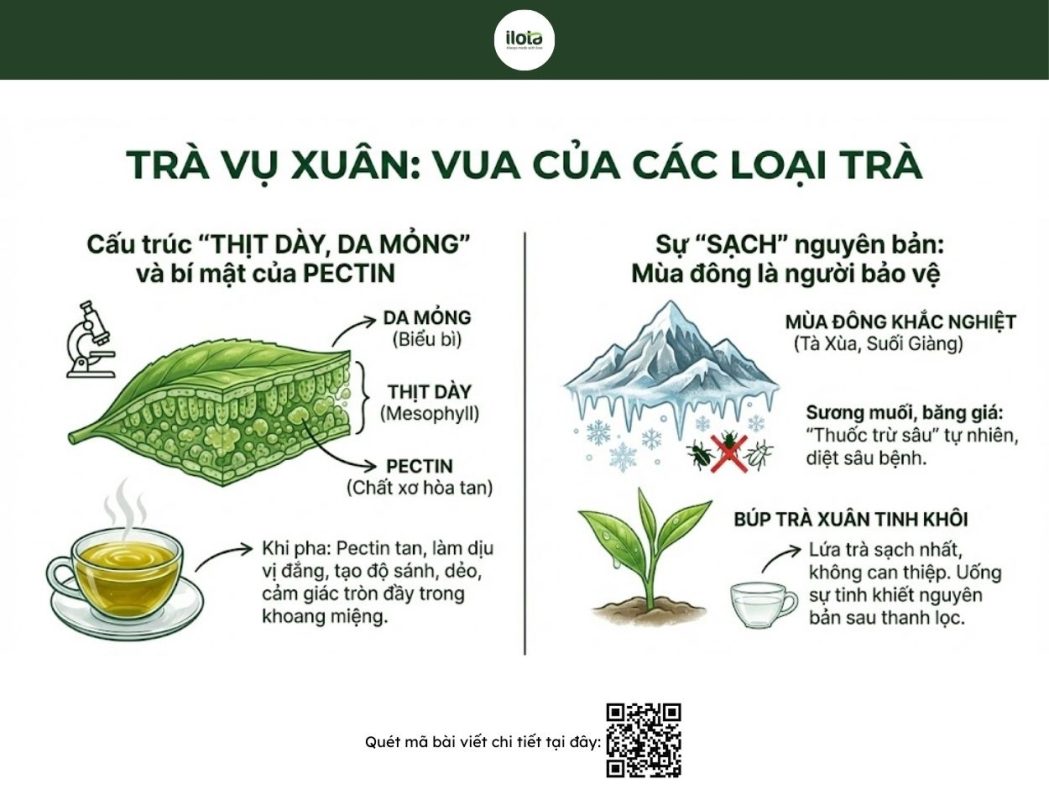 tra-vu-xuan