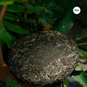 vi-sao-tra-pho-nhi-duoc-ep-chat