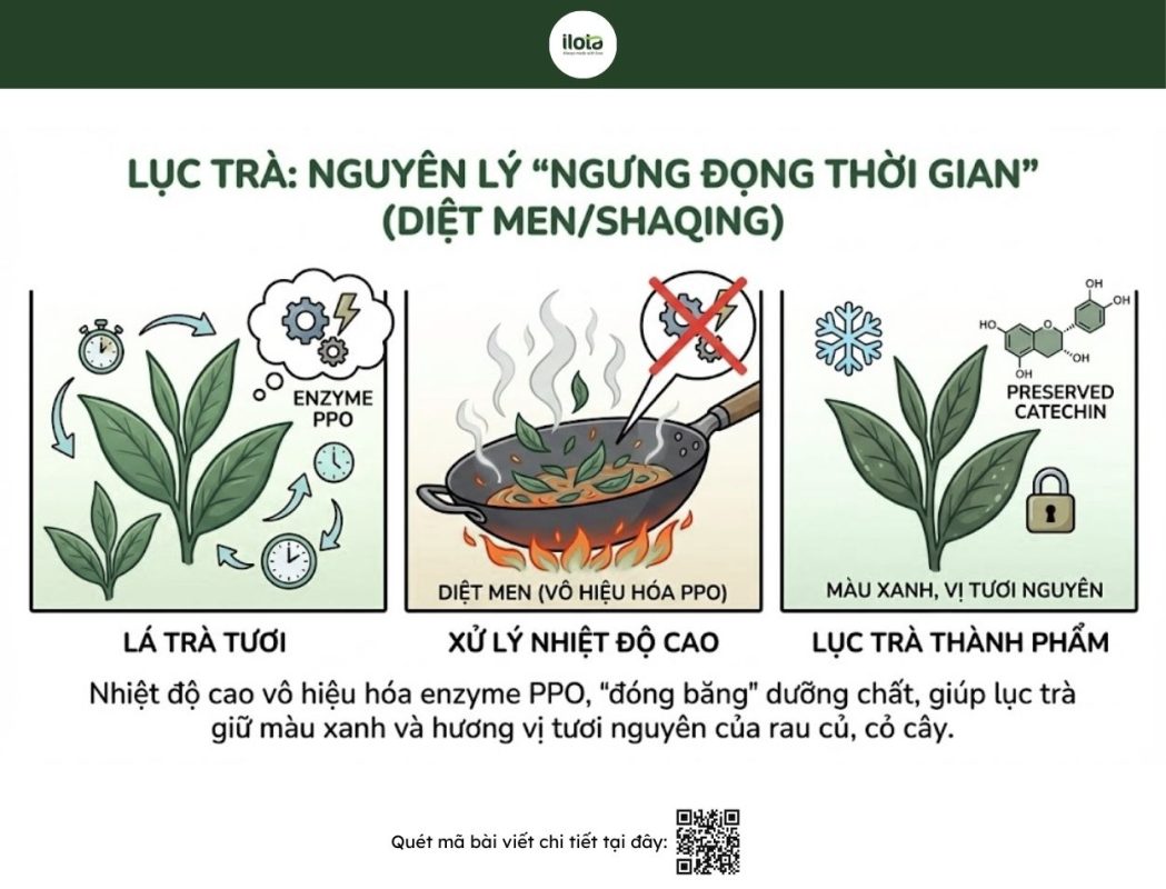 phan-biet-hong-tra-va-luc-tra
