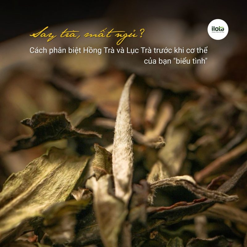 phan-biet-hong-tra-va-luc-tra