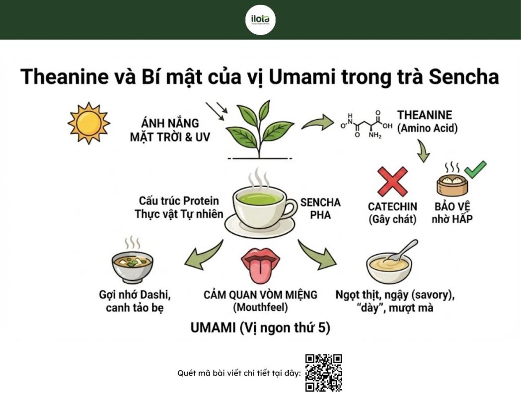 sencha-va-tra-xanh