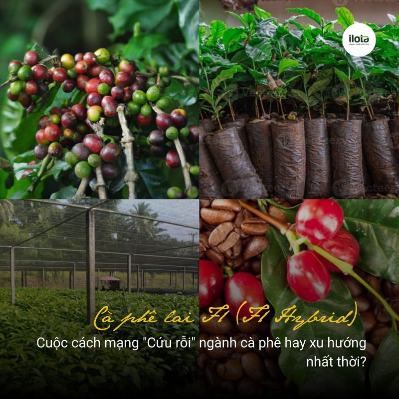 ca-phe-lai-f1