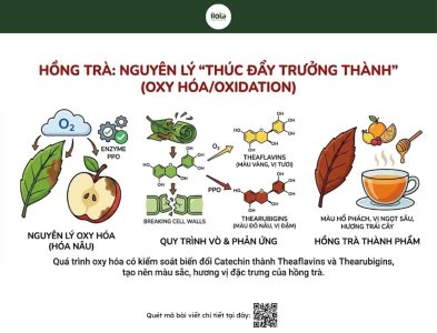 phan-biet-hong-tra-va-luc-tra