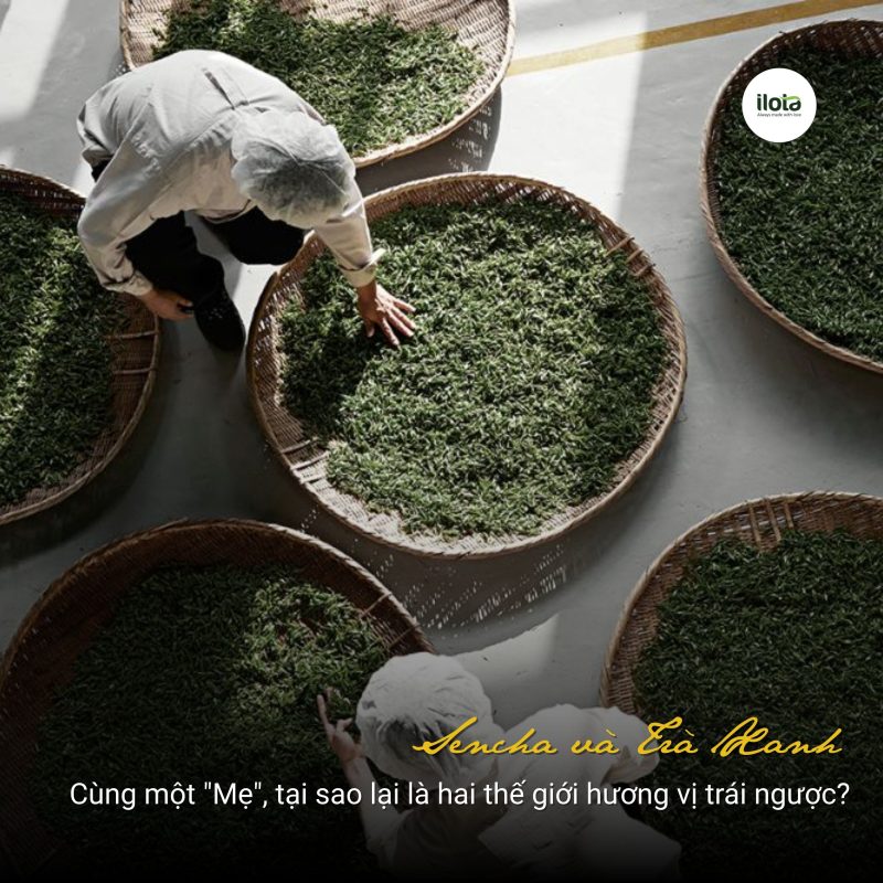 sencha-va-tra-xanh