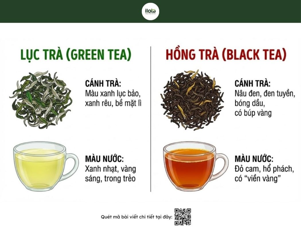 phan-biet-hong-tra-va-luc-tra