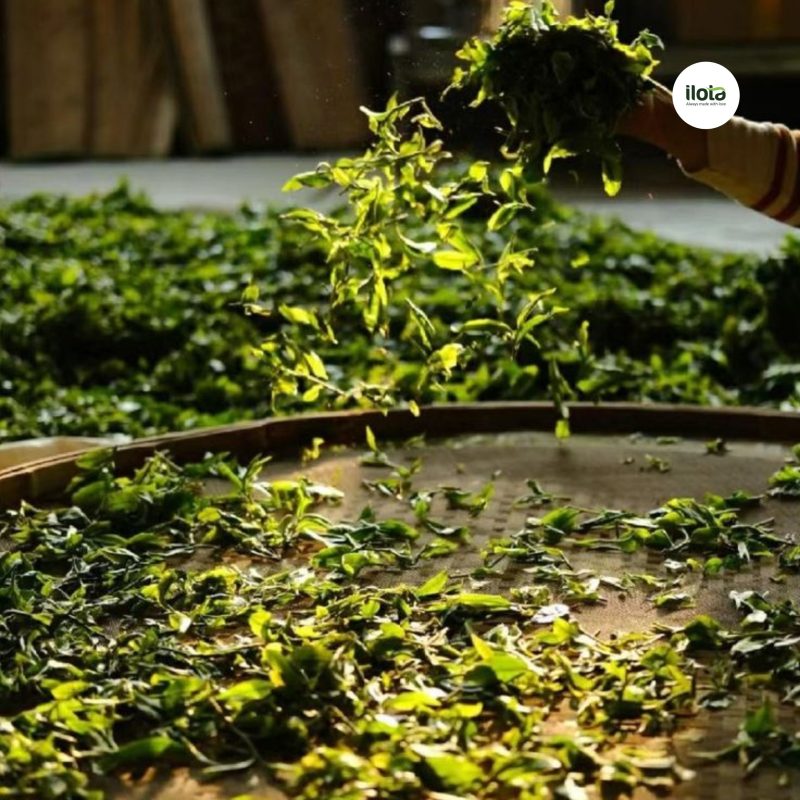 sencha-va-tra-xanh