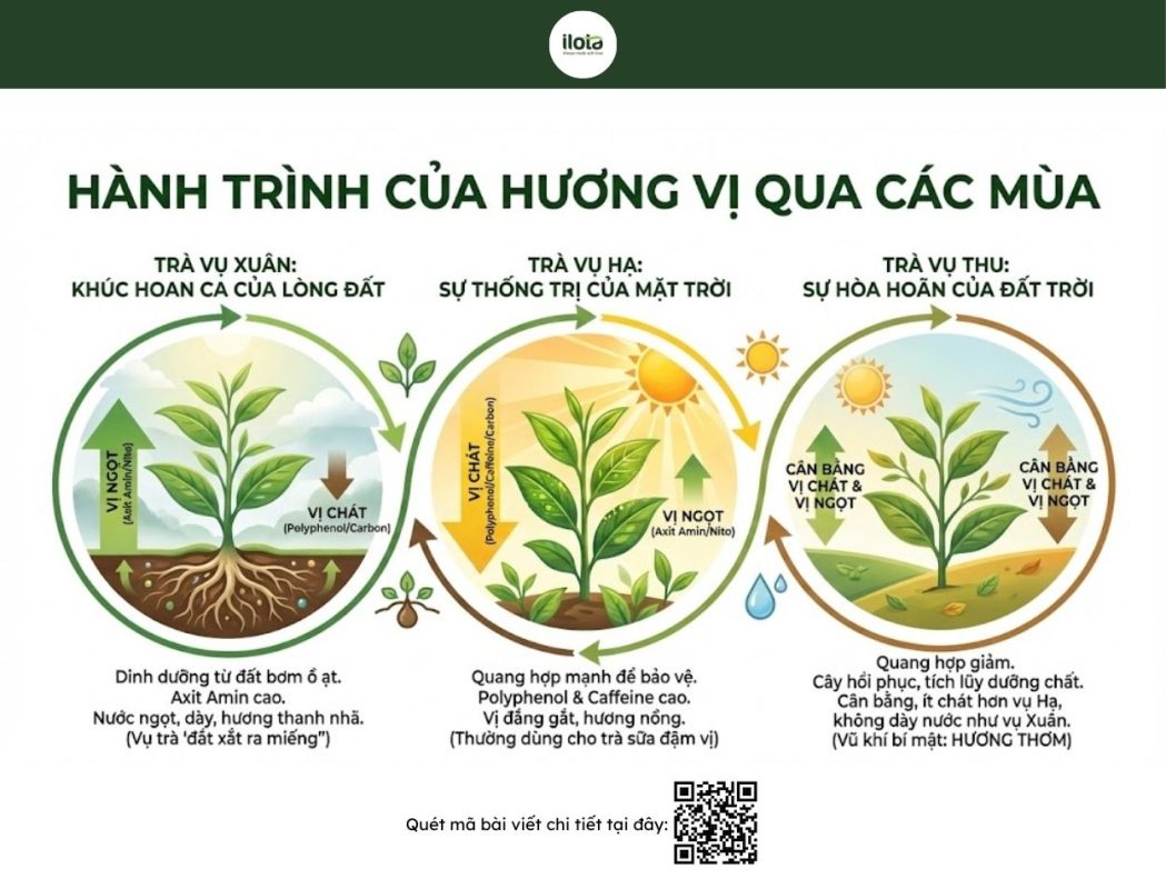 tra-vu-xuan