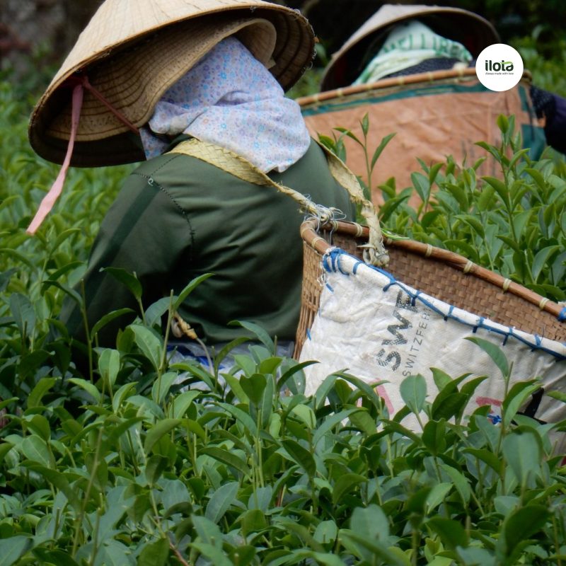 sencha-va-tra-xanh