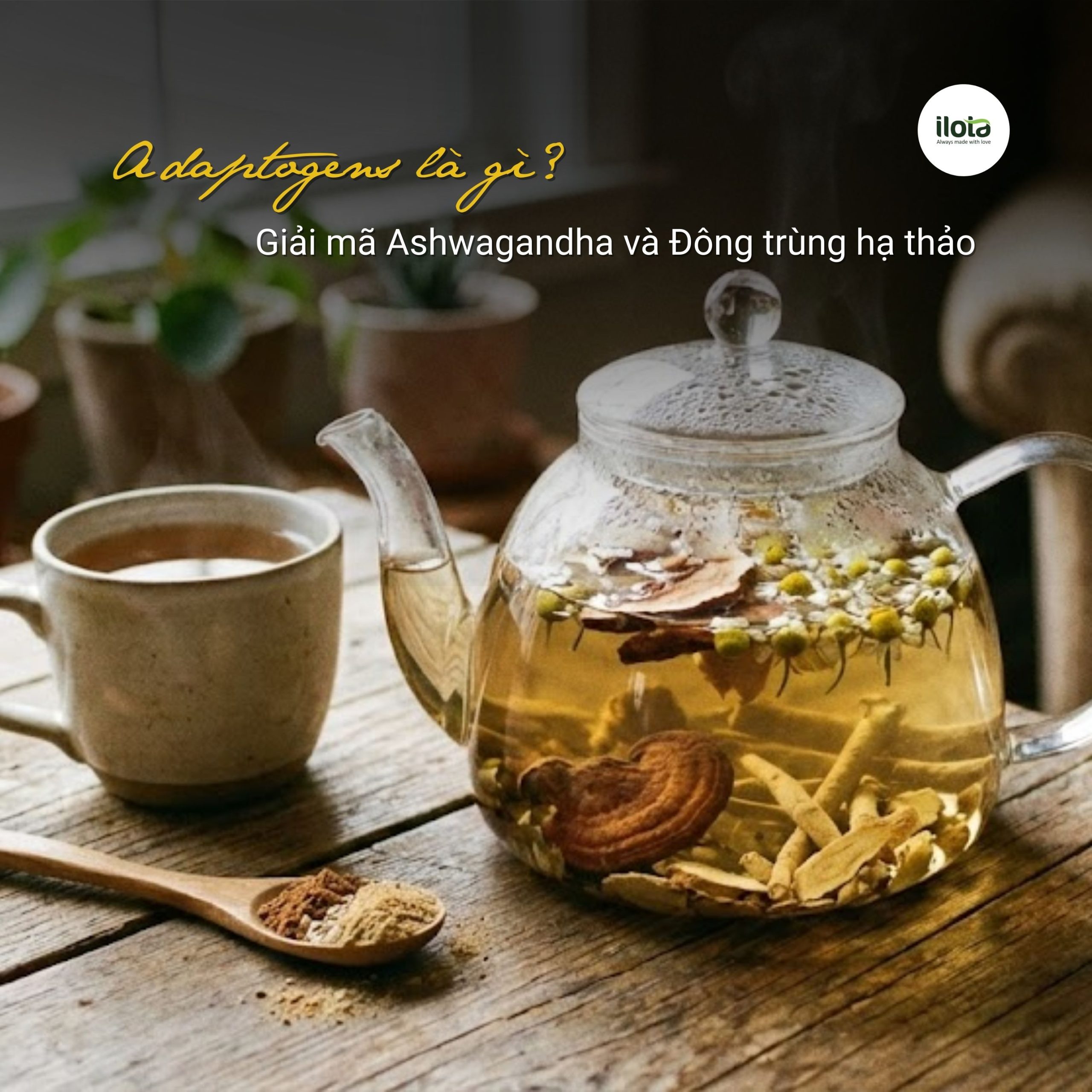 adaptogens