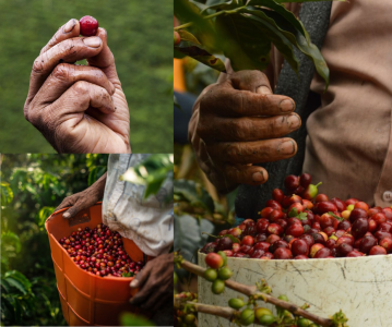 huong-dan-cach-doc-bao-bi-ca-phe-chuan-chuyen-gia