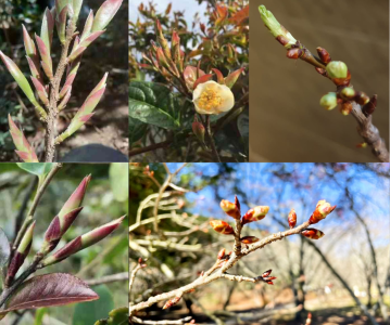 tra-mong-rong-doc-ban-tu-nui-cao