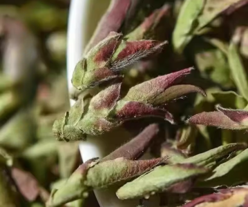 tra-mong-rong-doc-ban-tu-nui-cao