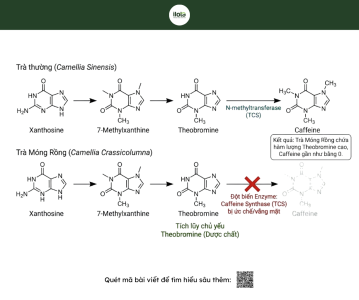 tra-mong-rong-doc-ban-tu-nui-cao