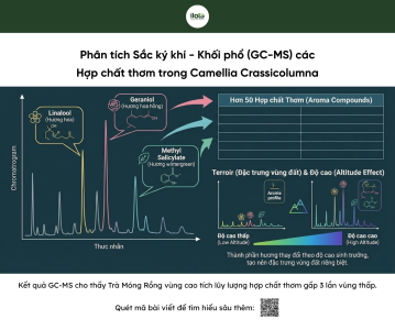 tra-mong-rong-doc-ban-tu-nui-cao