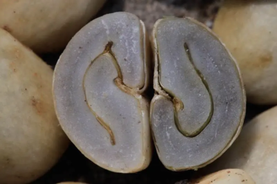 giling-basah-wet-hulling-huong-vi-cua-ca-phe-sumatra