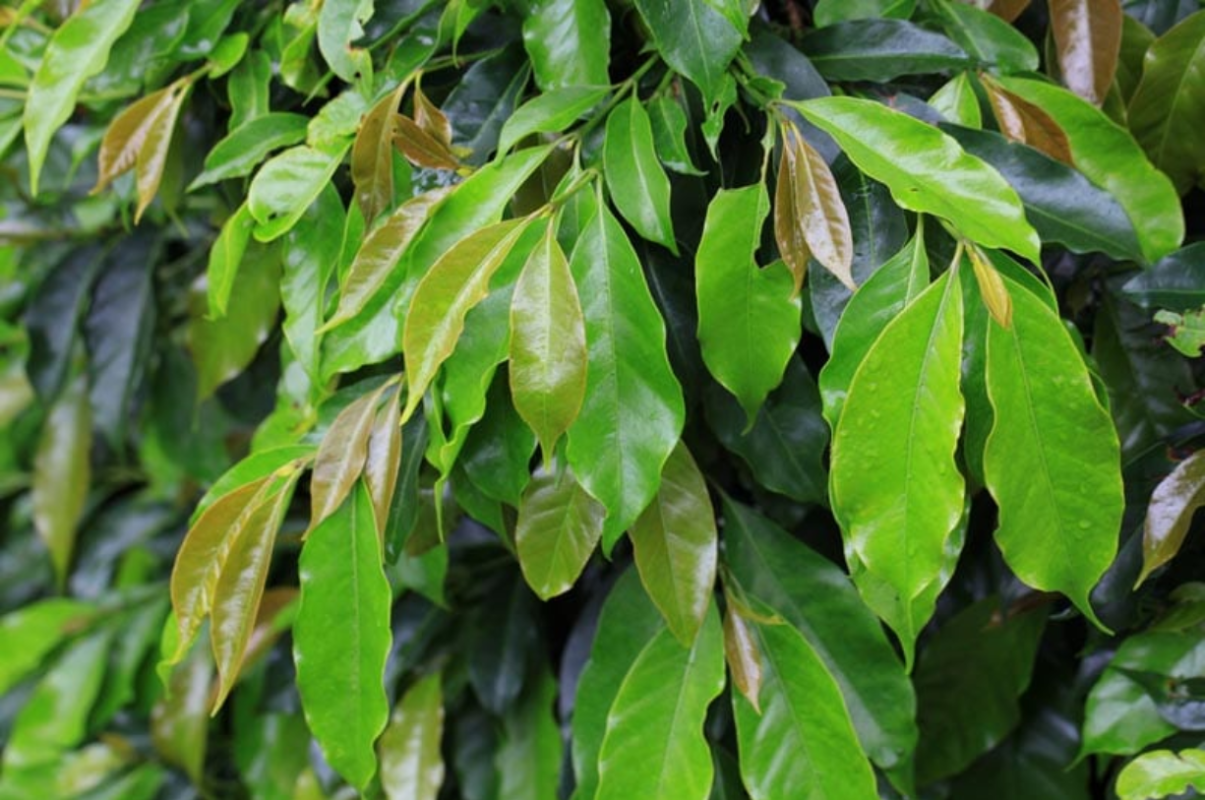 giling-basah-wet-hulling-huong-vi-cua-ca-phe-sumatra