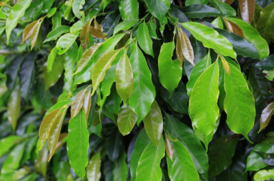 giling-basah-wet-hulling-huong-vi-cua-ca-phe-sumatra