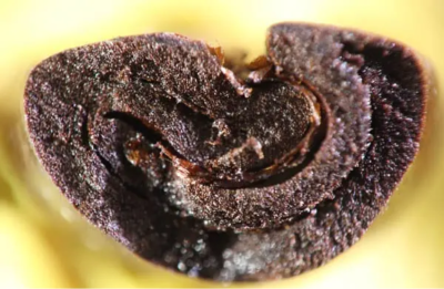 giling-basah-wet-hulling-huong-vi-cua-ca-phe-sumatra