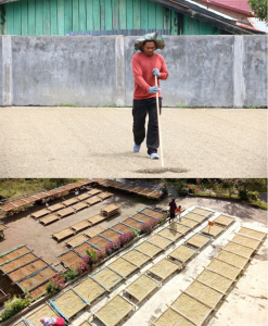 giling-basah-wet-hulling-huong-vi-cua-ca-phe-sumatra