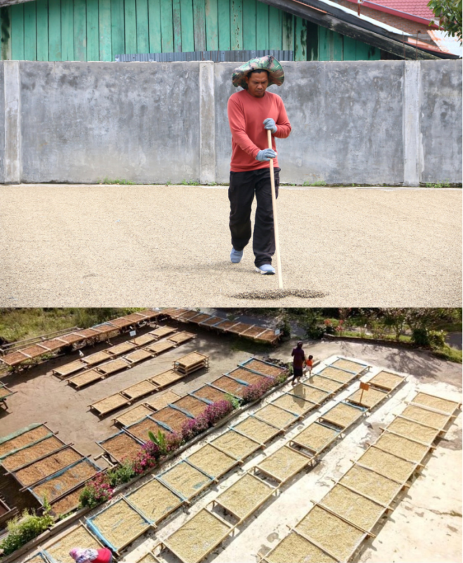 giling-basah-wet-hulling-huong-vi-cua-ca-phe-sumatra