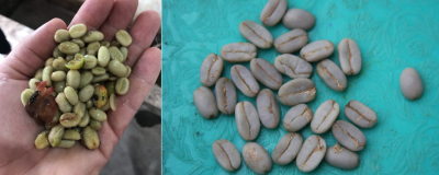 giling-basah-wet-hulling-huong-vi-cua-ca-phe-sumatra