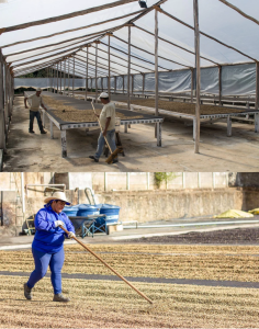 giai-ma-vi-ngot-cua-so-che-ban-uot-ma-dan-sanh-sai