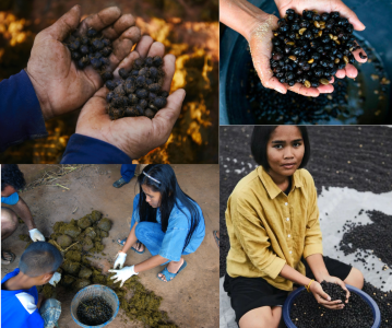 cac-em-hoc-sinh-thu-gom-phan-loai-ca-phe-voi