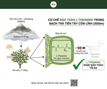 bach-tra-tuyet-la-gi-la-gi-bang