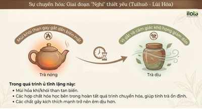 quy-trinh-nghi-cua-tra-oolong-resting-period-oolong