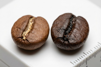 Cận cảnh vỏ lụa cà phê bám trong rãnh giữa center cut