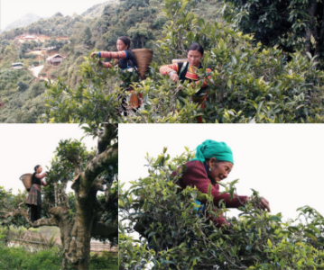 tai-sao-nguoi-hmong-phai-cung-tra-co-truoc-khi-hai