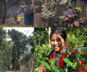 tai-sao-nguoi-hmong-phai-cung-tra-co-truoc-khi-hai