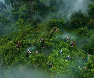 thu-hai-tra-shan-tuyet