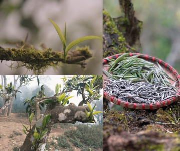 thu-hai-tra-shan-tuyet