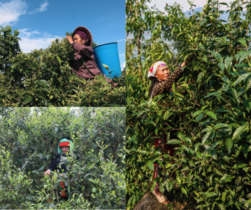 thu-hai-tra-shan-tuyet