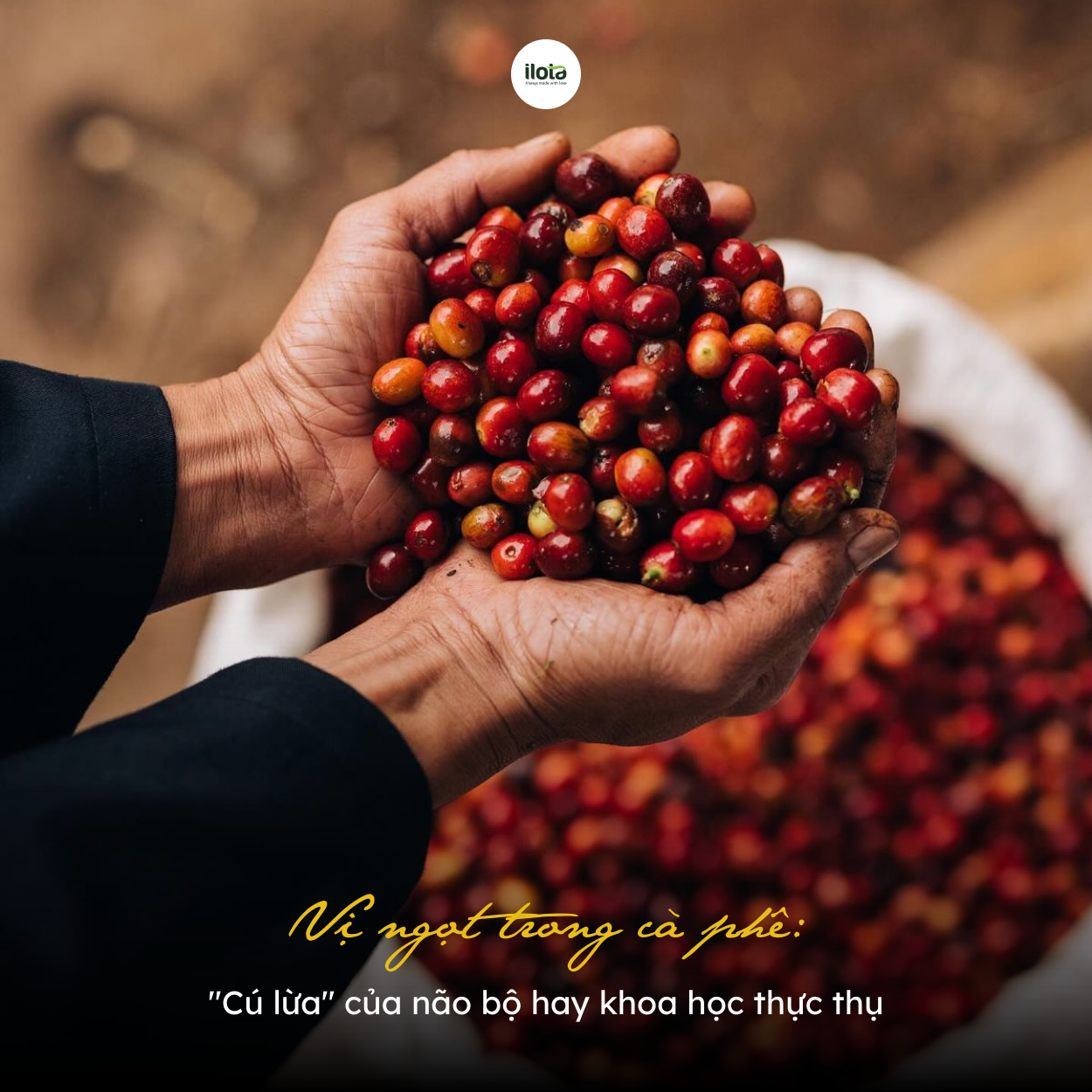 vi-ngot-trong-ca-phe-cu-lua-hay-khoa-hoc